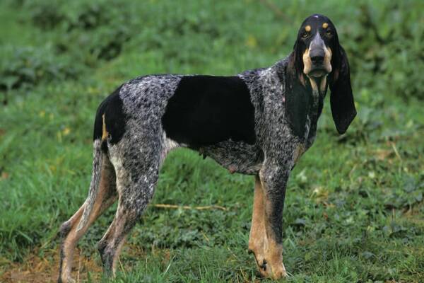 small_blue_gascony_hound_1